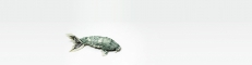 gallery/fish